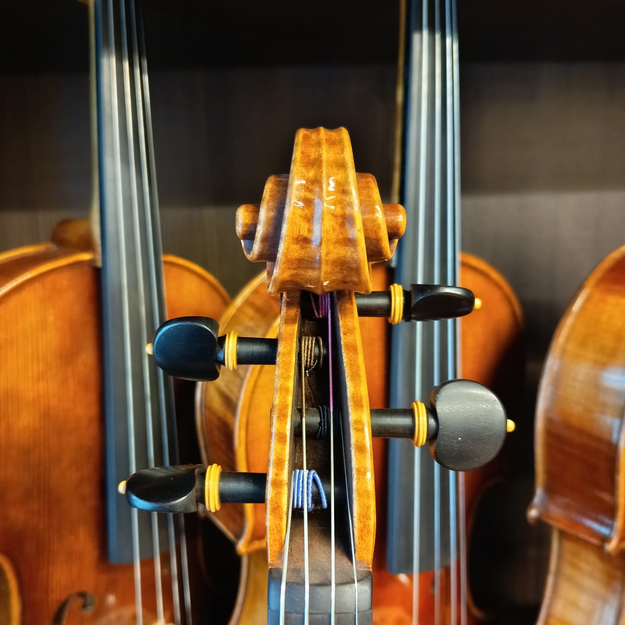 VIOLA MARIO GIO 16" FLORENCIA 2024 (Cod.005)