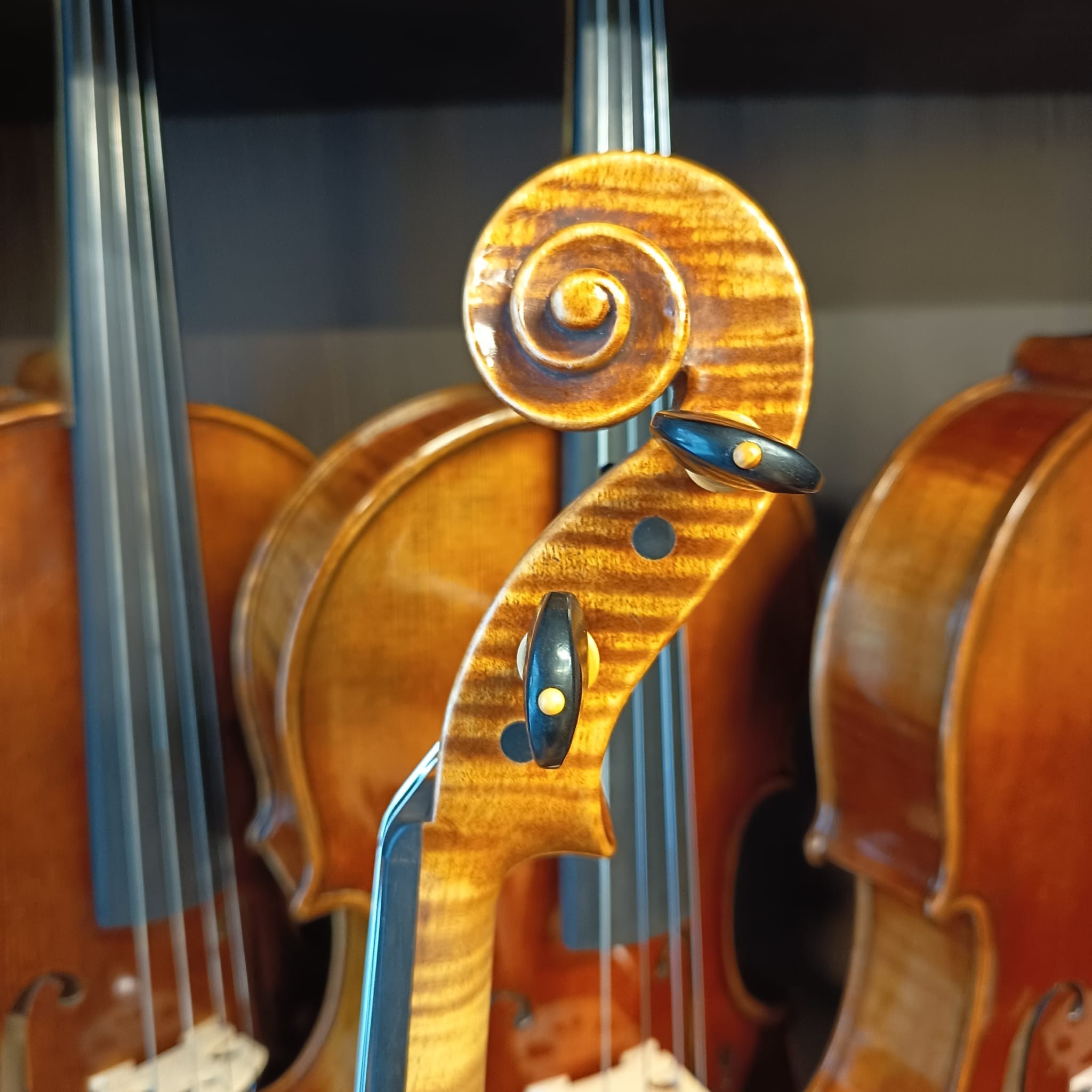 VIOLA MARIO GIO 16" FLORENCIA 2024 (Cod.005)