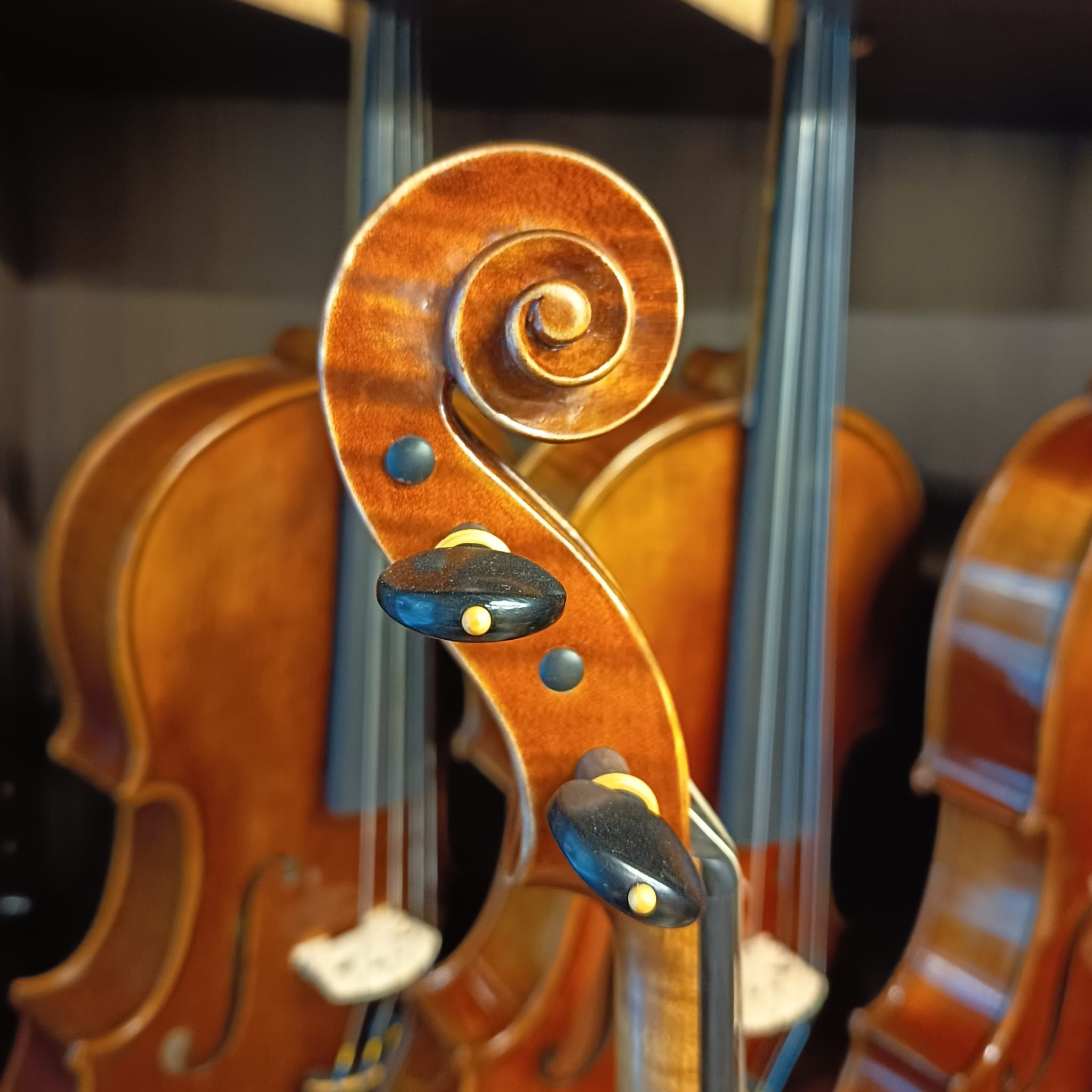 VIOLA MARIO GIO 16" 2025 (Cod.006)