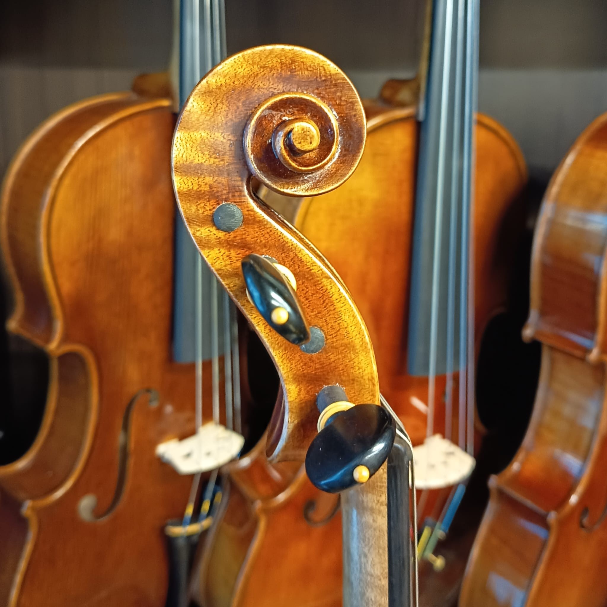 VIOLA MARIO GIO 15,5" 2025 (Cod.010)